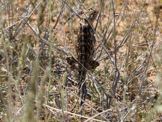 Campbell's Girdled Lizard Namazonurus campbelli