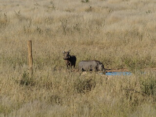 Warthog at a water hole