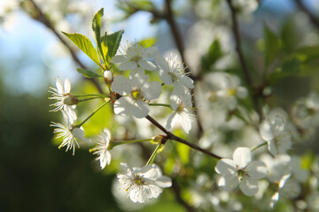 Bokeh flower Background. Cherry flowers on a branch in the backlight. Spring background