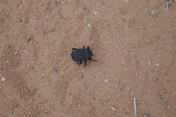 Tok Tokkie beetle