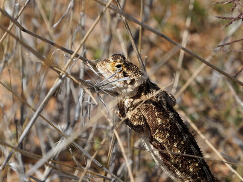Campbell's Girdled Lizard in the Namibian desert 