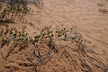 Arid landscape of the Kalahari desert