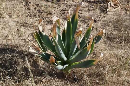 Welwitschia plant in the Namib desert