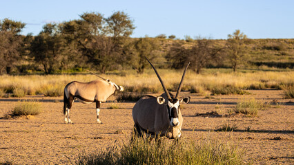 a Gemsbok in golden light