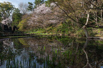 Fototapeta na wymiar 桜と池　御殿山庭園