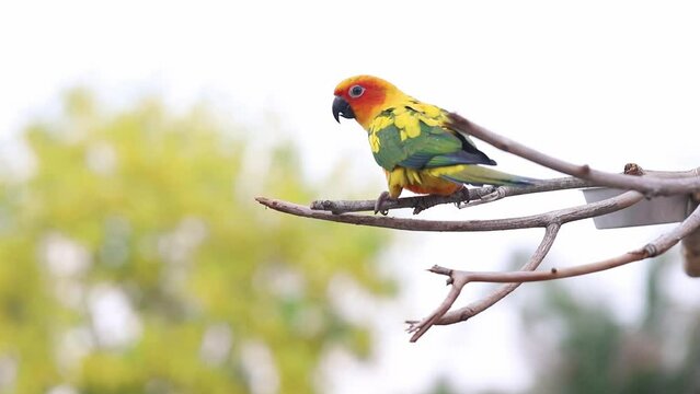 Charming of parrots looking for food other and waiting feed on the branch, Sun Conure Parrots. Lovely Pets concept