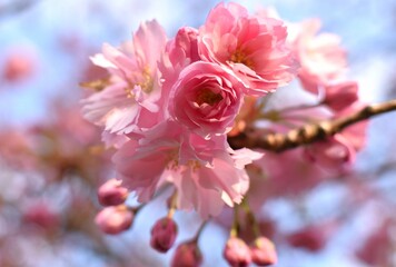   pink spring flowers on a cherry tree on the background
blue sky