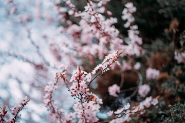 flowering tree branch with pink flowers in spring on a background of blue sky. peaceful sky for everyone