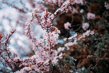 flowering tree branch with pink flowers in spring on a background of blue sky. peaceful sky for everyone
