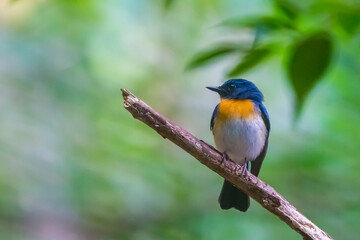Rufous-chested Flycatcher. resting on tree in the forest.