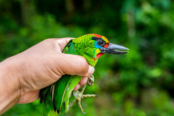 Red-throated Barbet hand holding a bird.