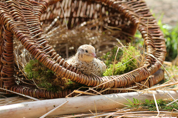 isabelle coloured laying quail in proper husbandry is happy of life