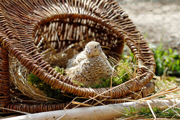 isabelle coloured laying quail in proper husbandry is happy of life