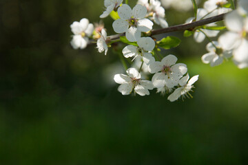 Bokeh flower Background. Cherry flowers on a branch in the backlight. Spring background