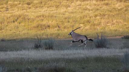 Obraz na płótnie Canvas gemsbok running at full speed