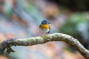 Rufous-chested Flycatcher. resting on tree in the forest.