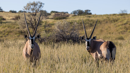two gemsbucks on high alert
