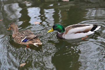 2 swimming ducks mallard on the park lake. Wild  waterfowl birds outdoors photo.