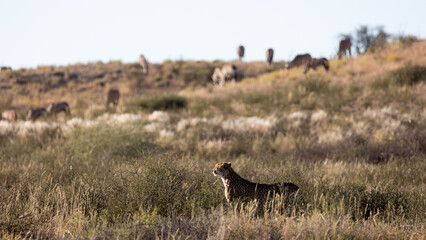 Naklejka na ściany i meble a Cheetah watching over oryxes