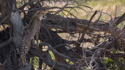 Fototapeta na wymiar Cheetah sub-adult cubs in KTP