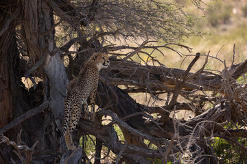 Cheetah sub-adult cubs in KTP