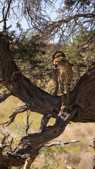 cheetah climbed into a big tree