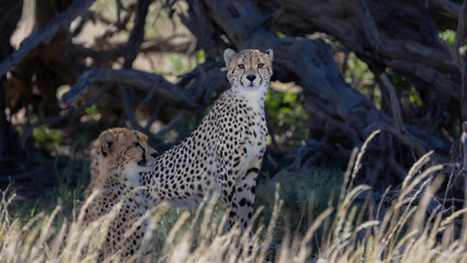 Cheetah sub-adult cubs in KTP