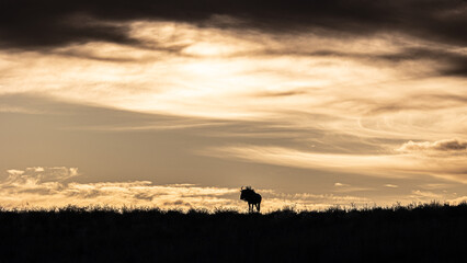 a silhouette of a blue wildebeest