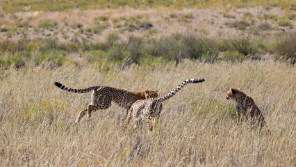 playful cheetahs in the wild