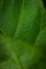 Close-up of bright green leaf with dew on leaf