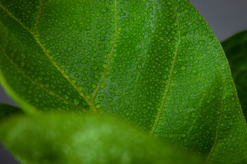 Close-up of bright green leaf with dew on leaf