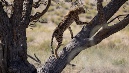 cheetah climbed into a big tree