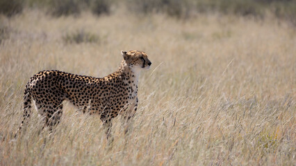 a cheetah on the move in Kgalagadi