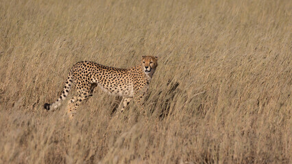 a cheetah on the move in Kgalagadi