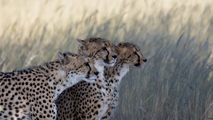 cheetah sub-adult cubs in KTP © Jurgens