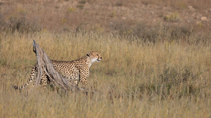 a cheetah on the move in Kgalagadi
