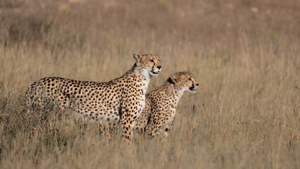 cheetah mother and cub