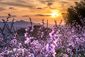 Evening view of the peach blossom field Overlooking the ancient village of Japan