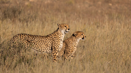 cheetah mother and cub