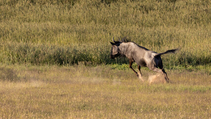 a blue wildebeest kicking up dust