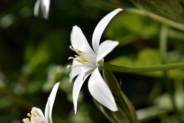 Obraz premium Milchsternblüten im Frühling