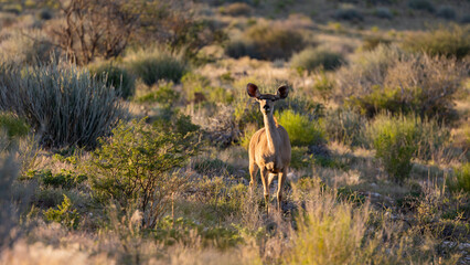 Kudu cow in golden light