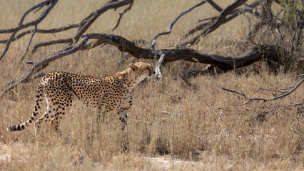 a cheetah on the move in Kgalagadi