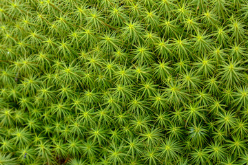 Green forest moss field with wet bog plant sphagnum texture closeup. Beautiful fresh ground grass macro