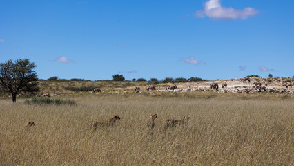 Obraz premium Cheetah searching for the next meal