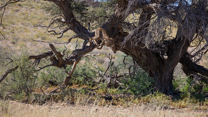 cheetah climbed into a big tree