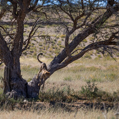 cheetah climbed into a big tree