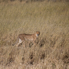 a cheetah on the move in Kgalagadi