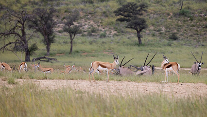 springbuck and oryx grazing together