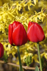 Fototapeta premium red tulips on the bright background